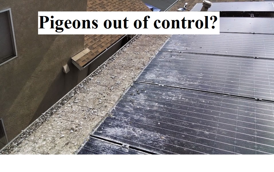 pigeon-control